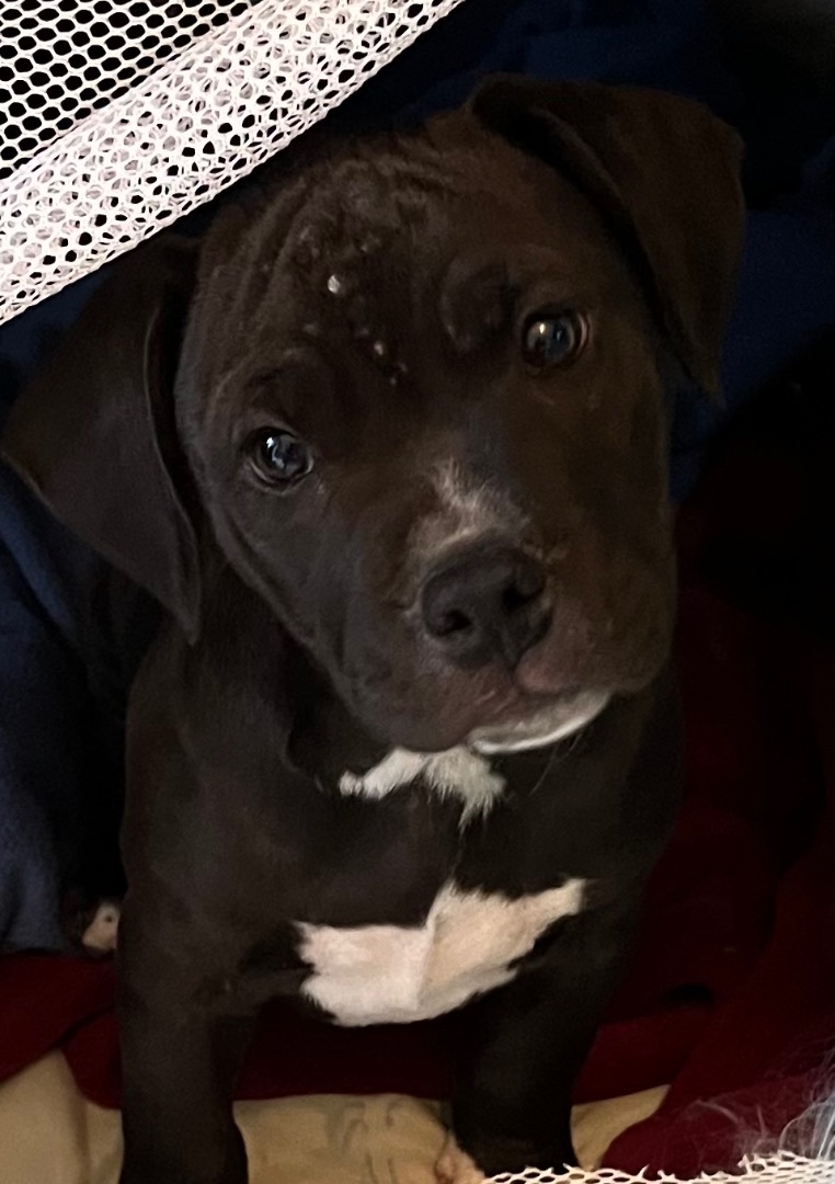 1 M/2 F blue nose pit/dachshund puppies photo 2