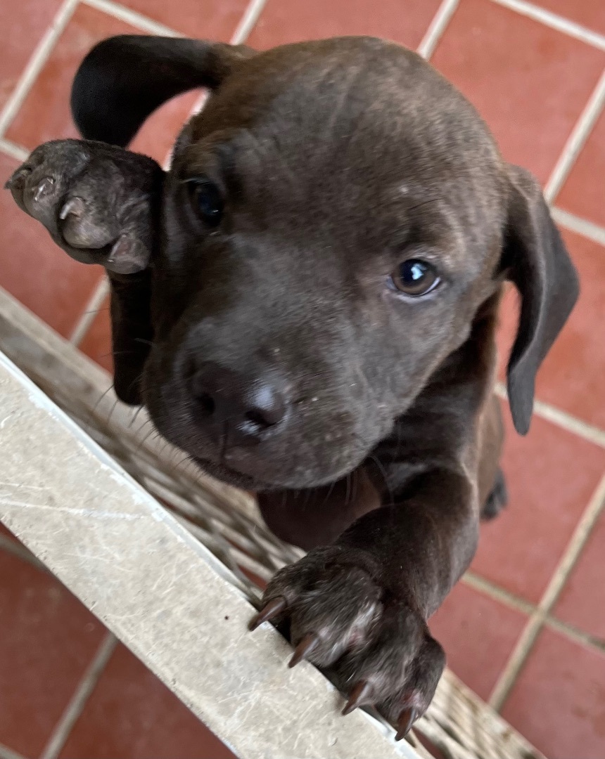 1 M/2 F blue nose pit/dachshund puppies photo 4