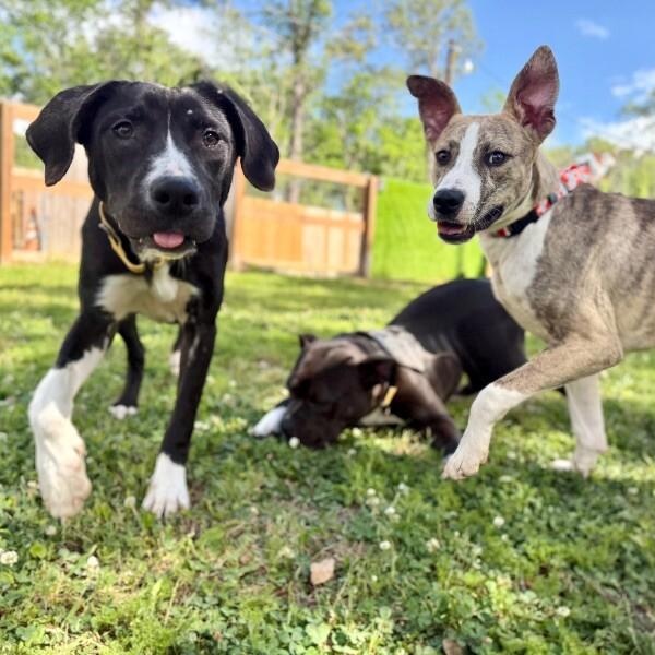 Zelda the Ball-Loving Fetch Girlie — thumbnail 2