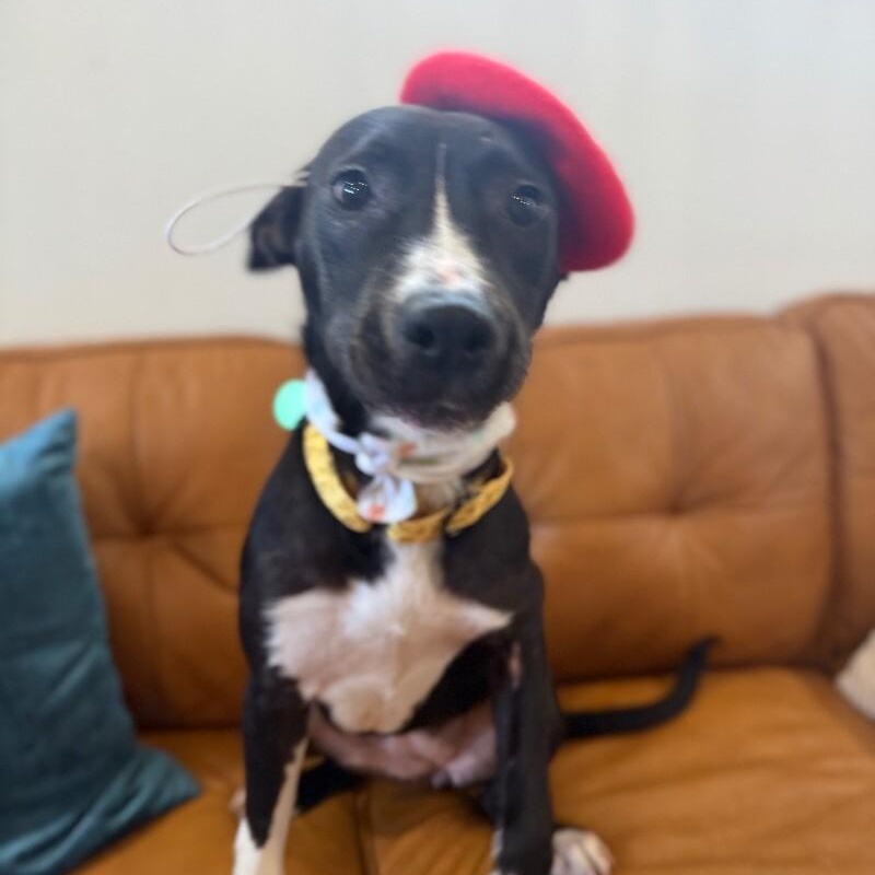 Zelda the Ball-Loving Fetch Girlie — thumbnail 3