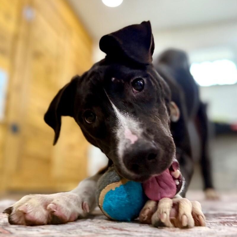 Zelda the Ball-Loving Fetch Girlie — thumbnail 4