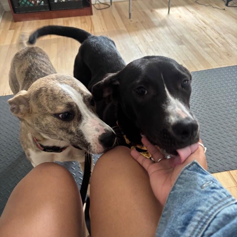 Zelda the Ball-Loving Fetch Girlie — thumbnail 5