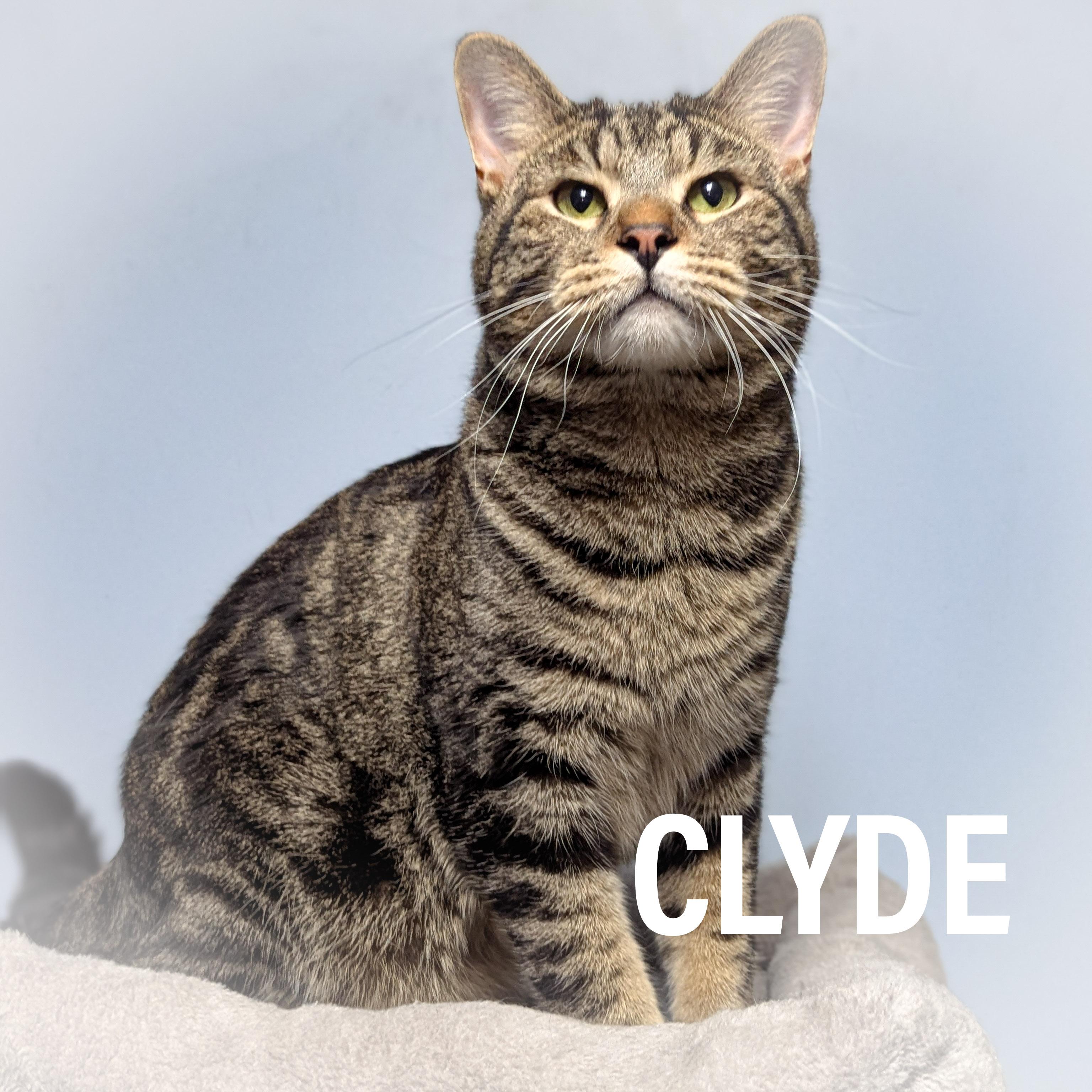 Enlarge CLYDE , an adopted mixed breed in Griffith, IN image 1/4