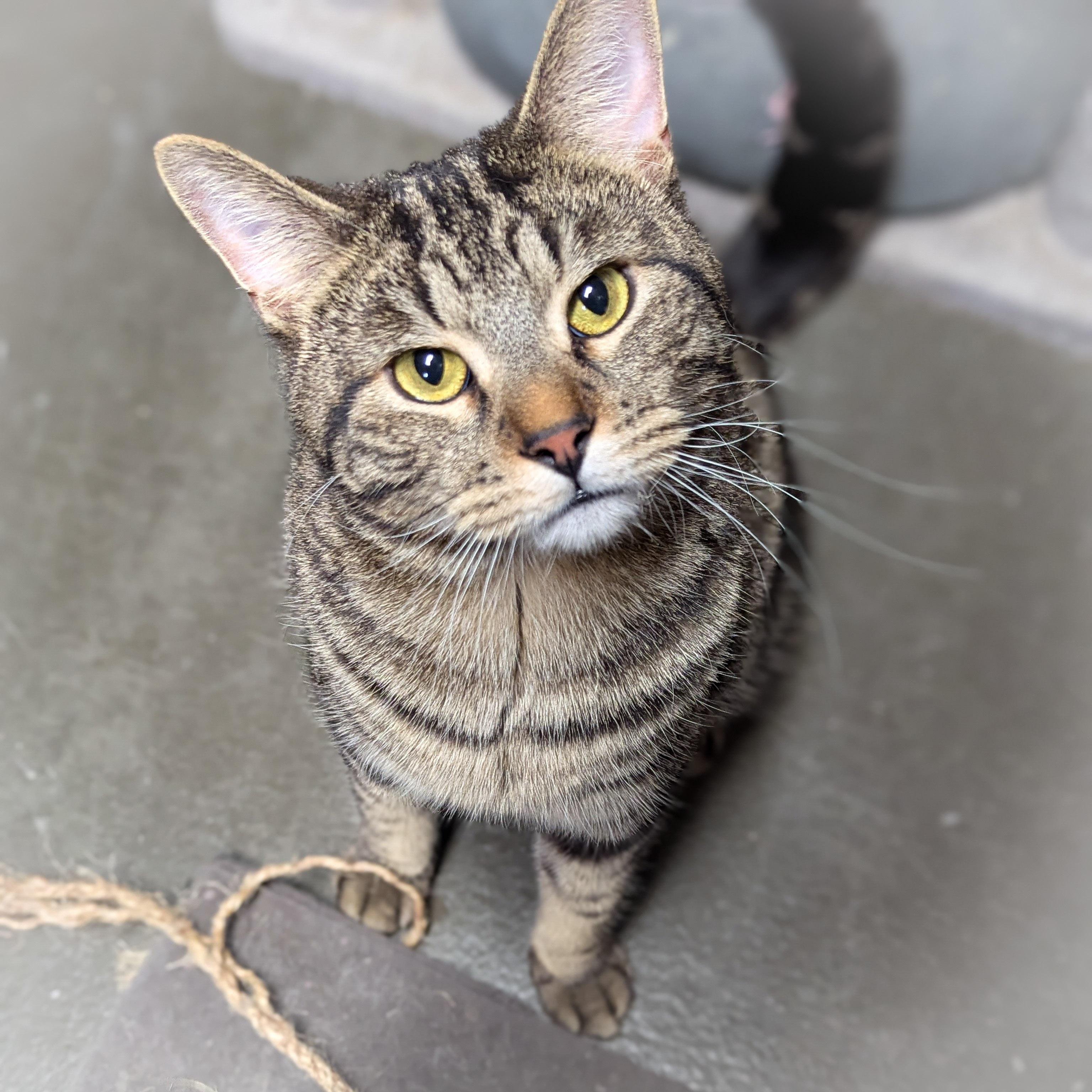 Enlarge CLYDE , an adopted mixed breed in Griffith, IN image 3/4