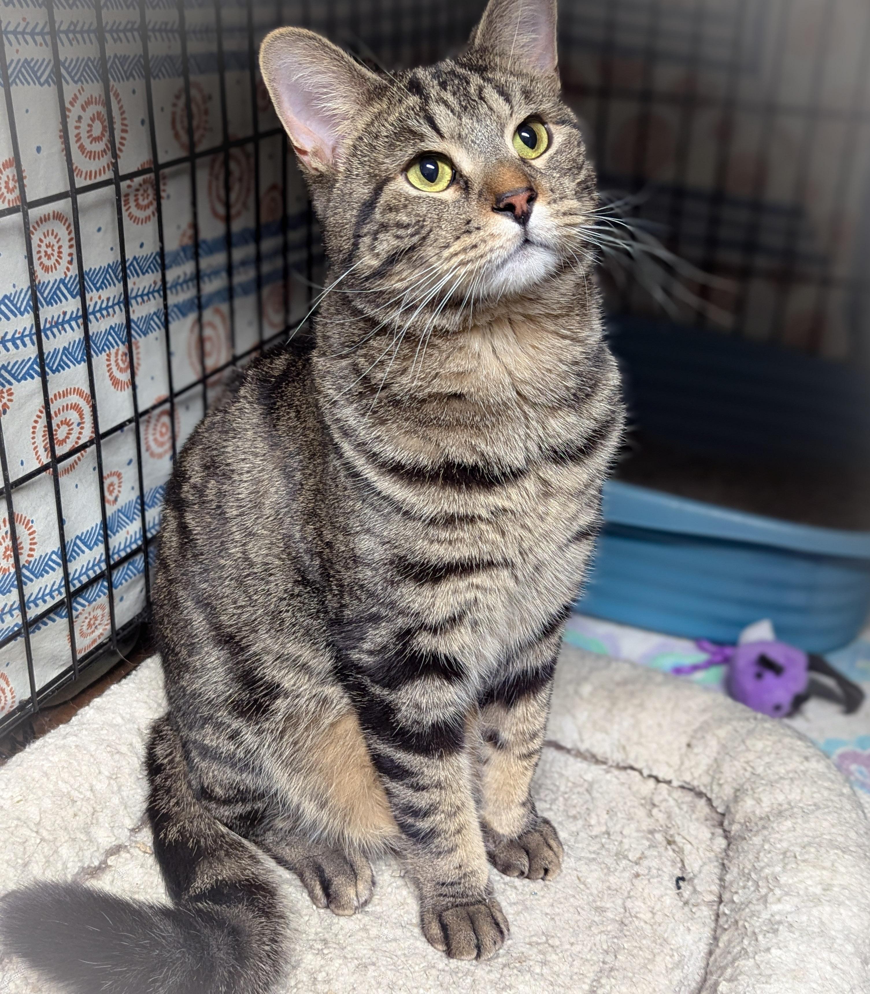 Enlarge CLYDE , an adopted mixed breed in Griffith, IN image 2/4