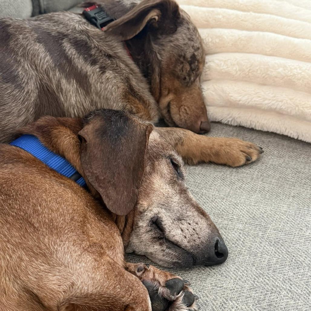 Oscar, Adoptable, Senior Male Dachshund.