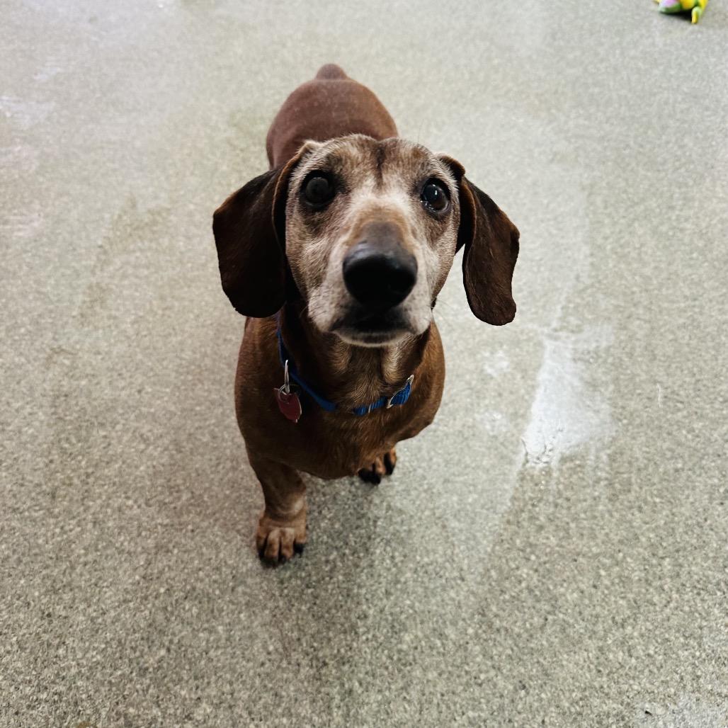 Enlarge Oscar, a Adoptable mixed breed in Delaware, OH image 1/6