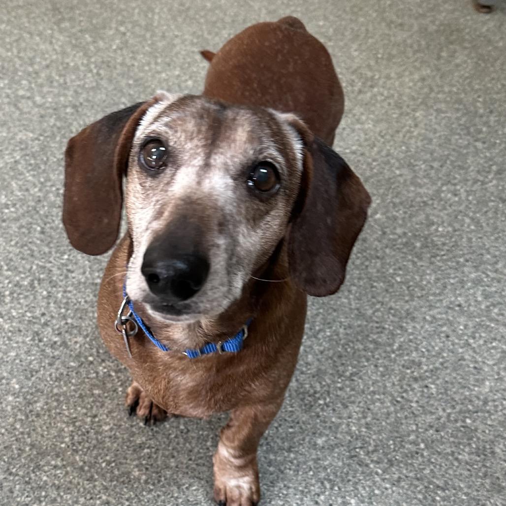 Enlarge Oscar, a Adoptable mixed breed in Delaware, OH image 2/6