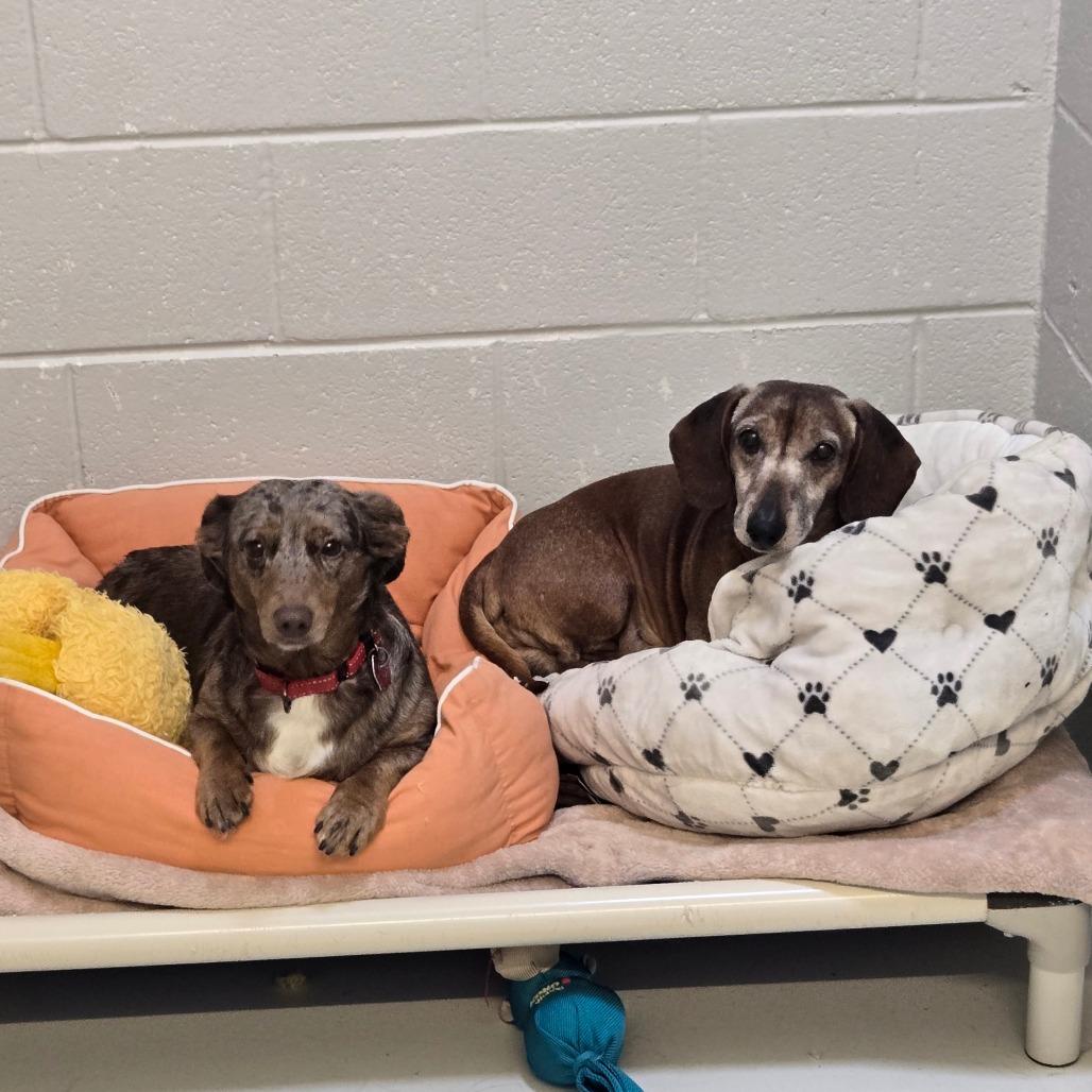 Enlarge Oscar, a Adoptable mixed breed in Delaware, OH image 4/6