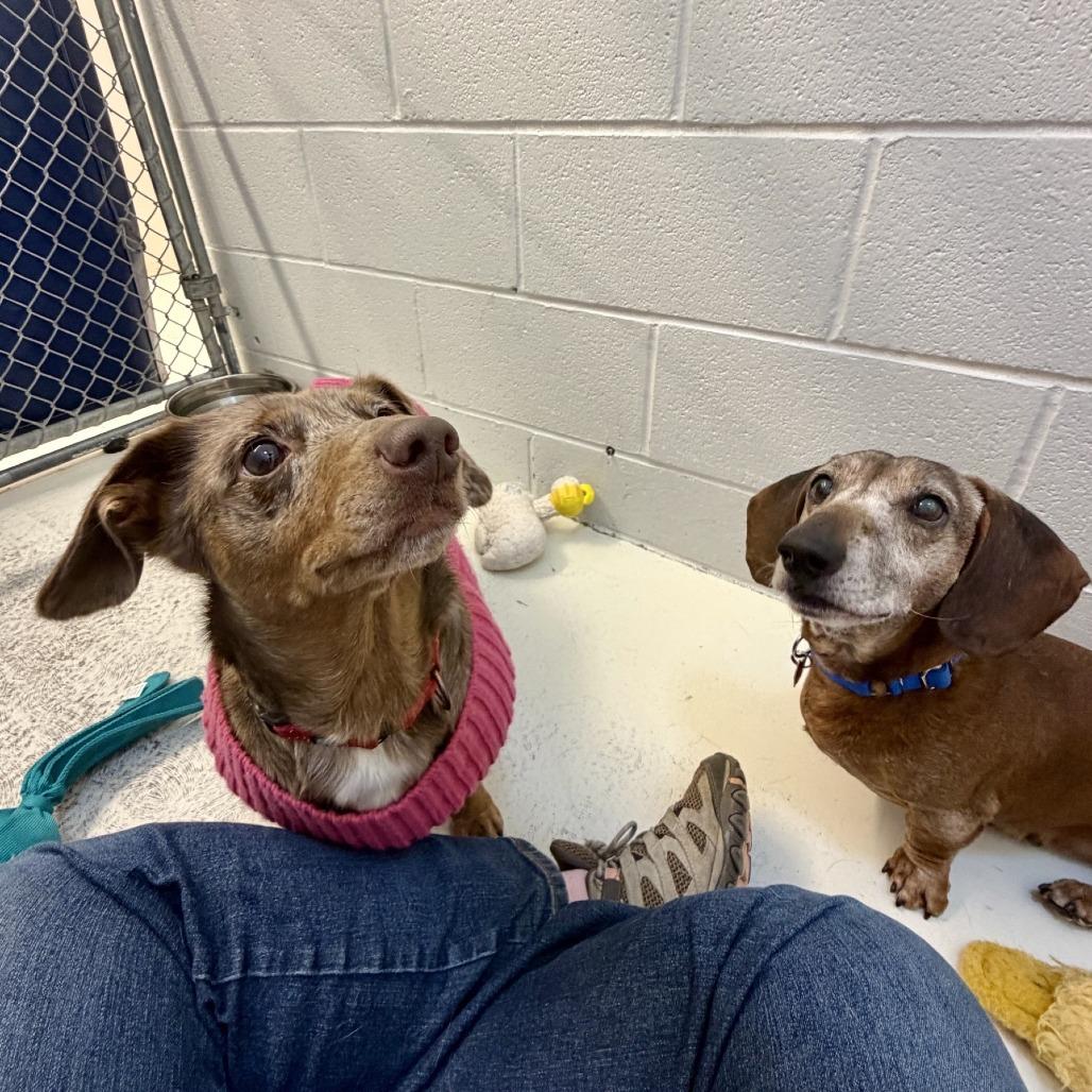 Enlarge Oscar, a Adoptable mixed breed in Delaware, OH image 5/6