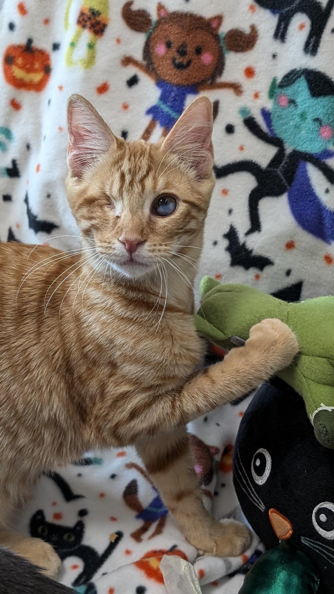 Enlarge Meep, a Adoptable Domestic Short Hair in Petaluma, CA image 1/5