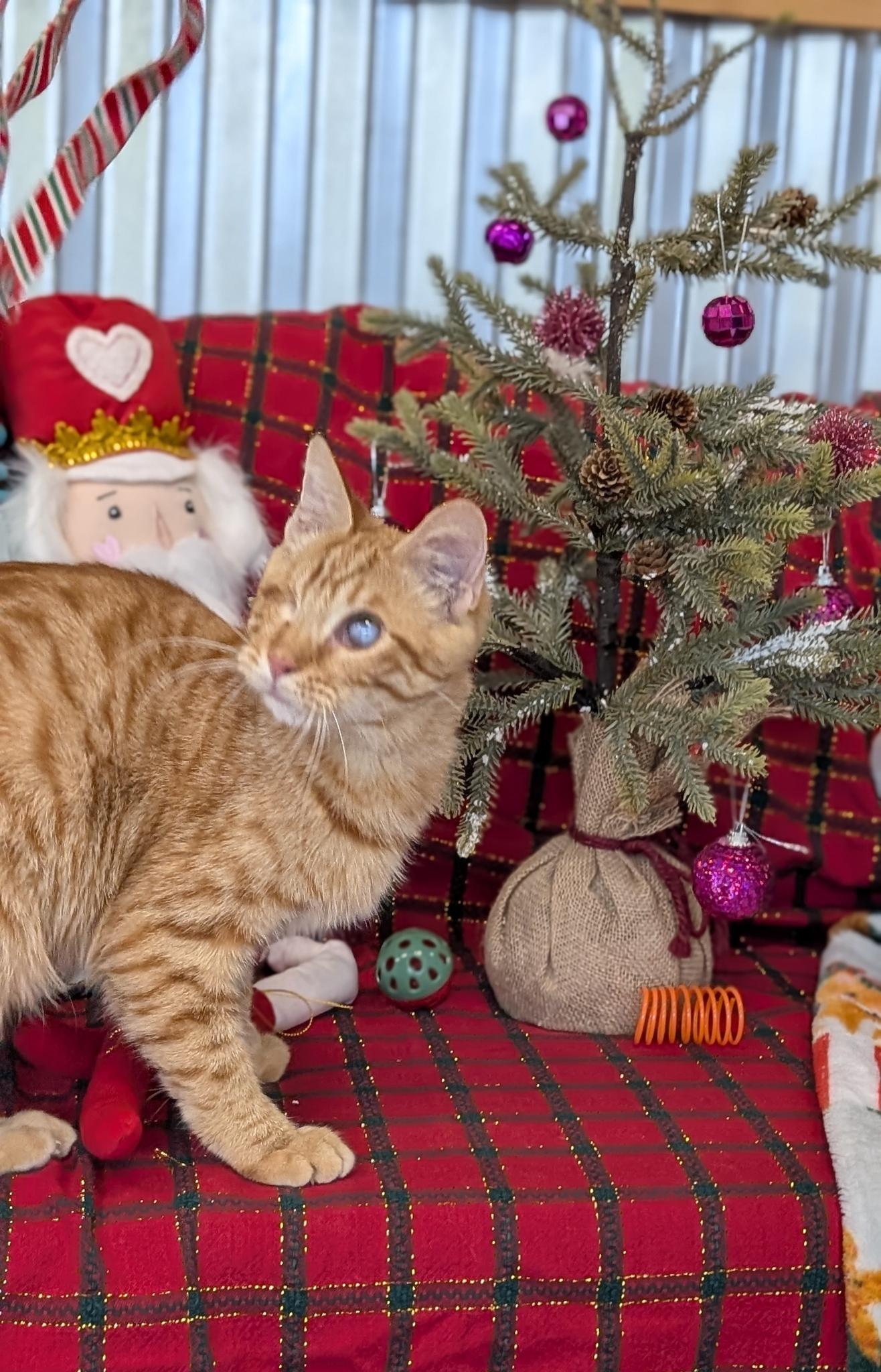 Enlarge Meep, a Adoptable Domestic Short Hair in Petaluma, CA image 2/5