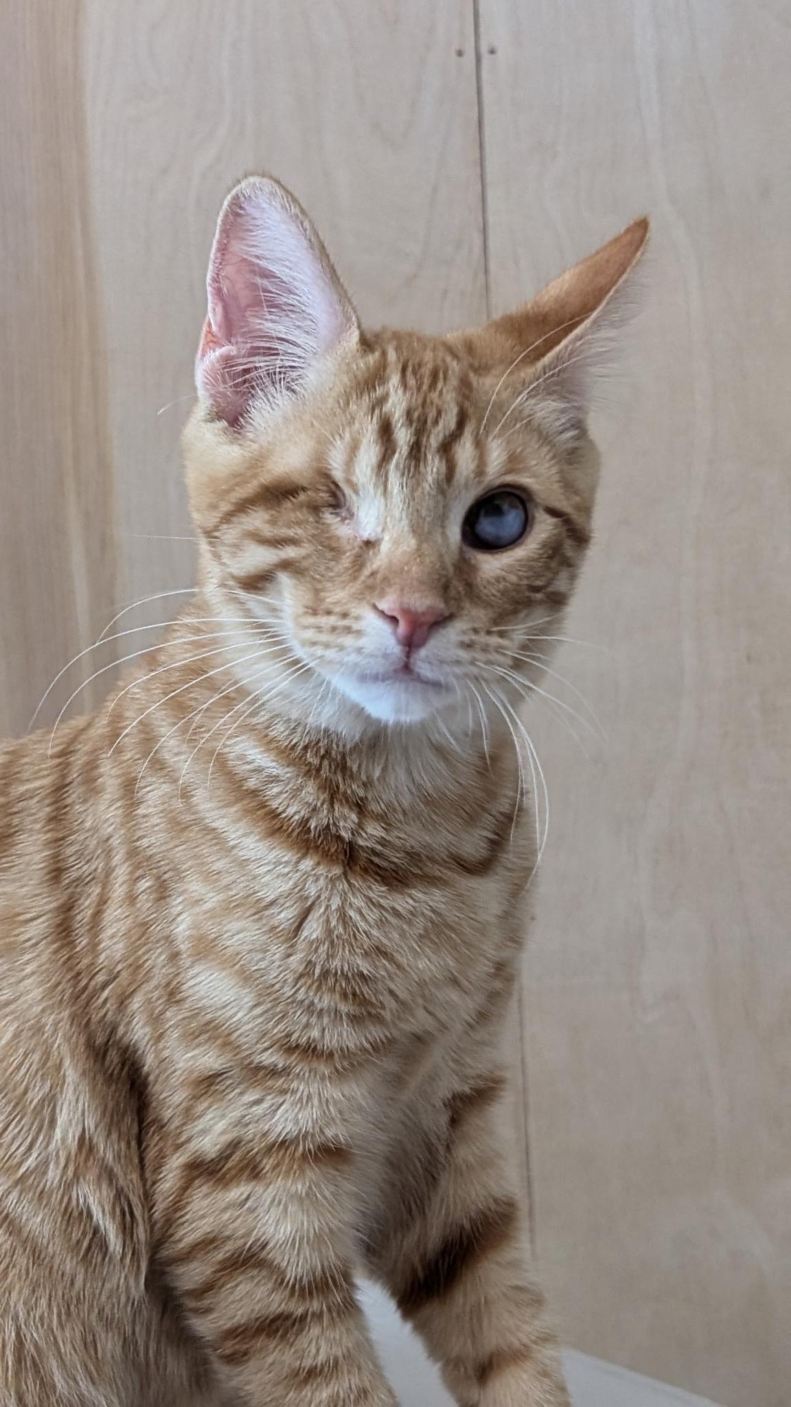 Enlarge Meep, a Adoptable Domestic Short Hair in Petaluma, CA image 5/5