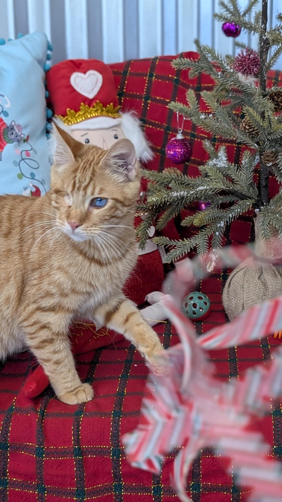 Enlarge Meep, a Adoptable Domestic Short Hair in Petaluma, CA image 3/5