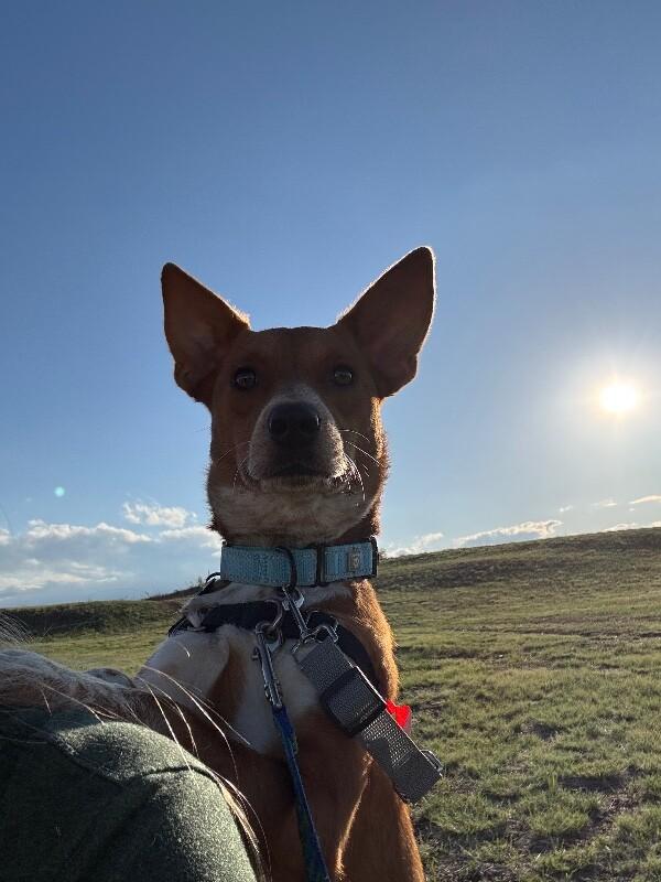 Georgina, Adoptable, Adult Female Australian Cattle Dog / Blue Heeler & Mixed Breed.