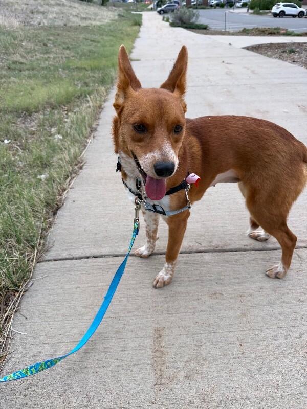Enlarge Georgina, a Adoptable mixed breed in Fort Collins, CO image 2/6