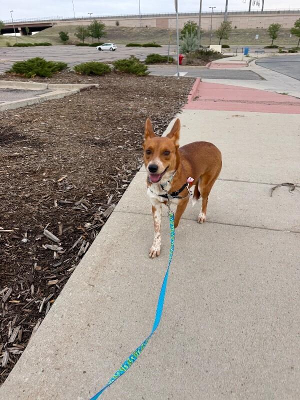Enlarge Georgina, a Adoptable mixed breed in Fort Collins, CO image 3/6