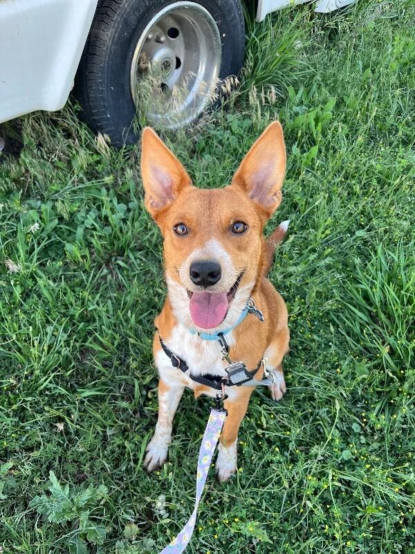Enlarge Georgina, a Adoptable mixed breed in Fort Collins, CO image 4/6