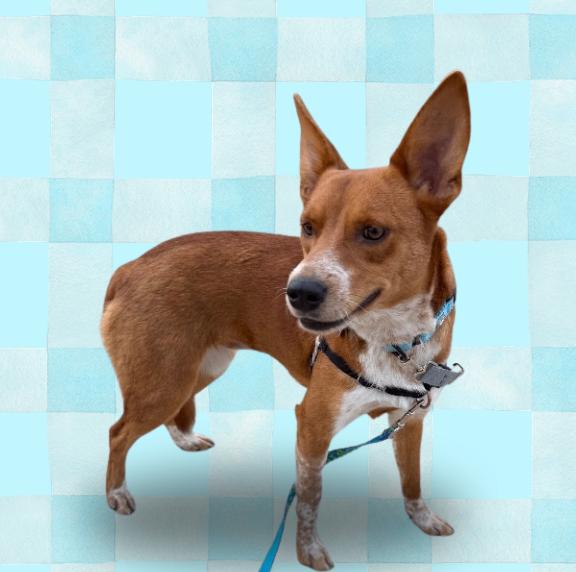 Enlarge Georgina, a Adoptable mixed breed in Fort Collins, CO image 5/6