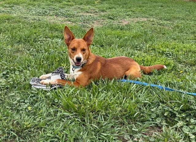 Enlarge Georgina, a Adoptable mixed breed in Fort Collins, CO image 6/6