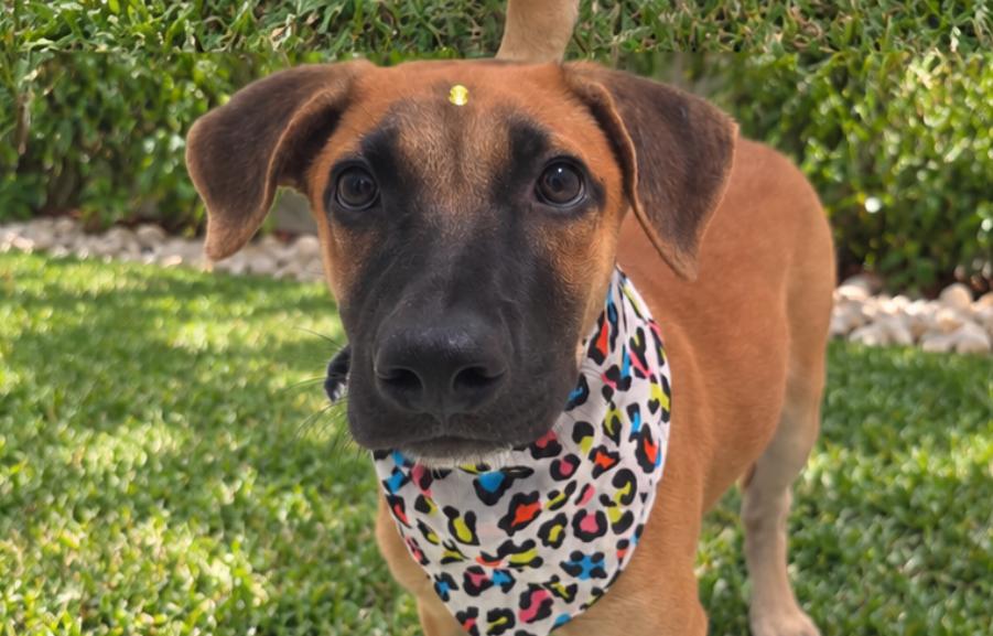 Enlarge Lia, a Adoptable mixed breed in Naranjito, PR image 1/2