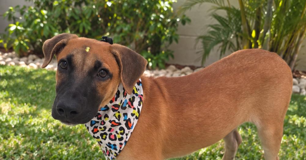 Enlarge Lia, a Adoptable mixed breed in Naranjito, PR image 2/2