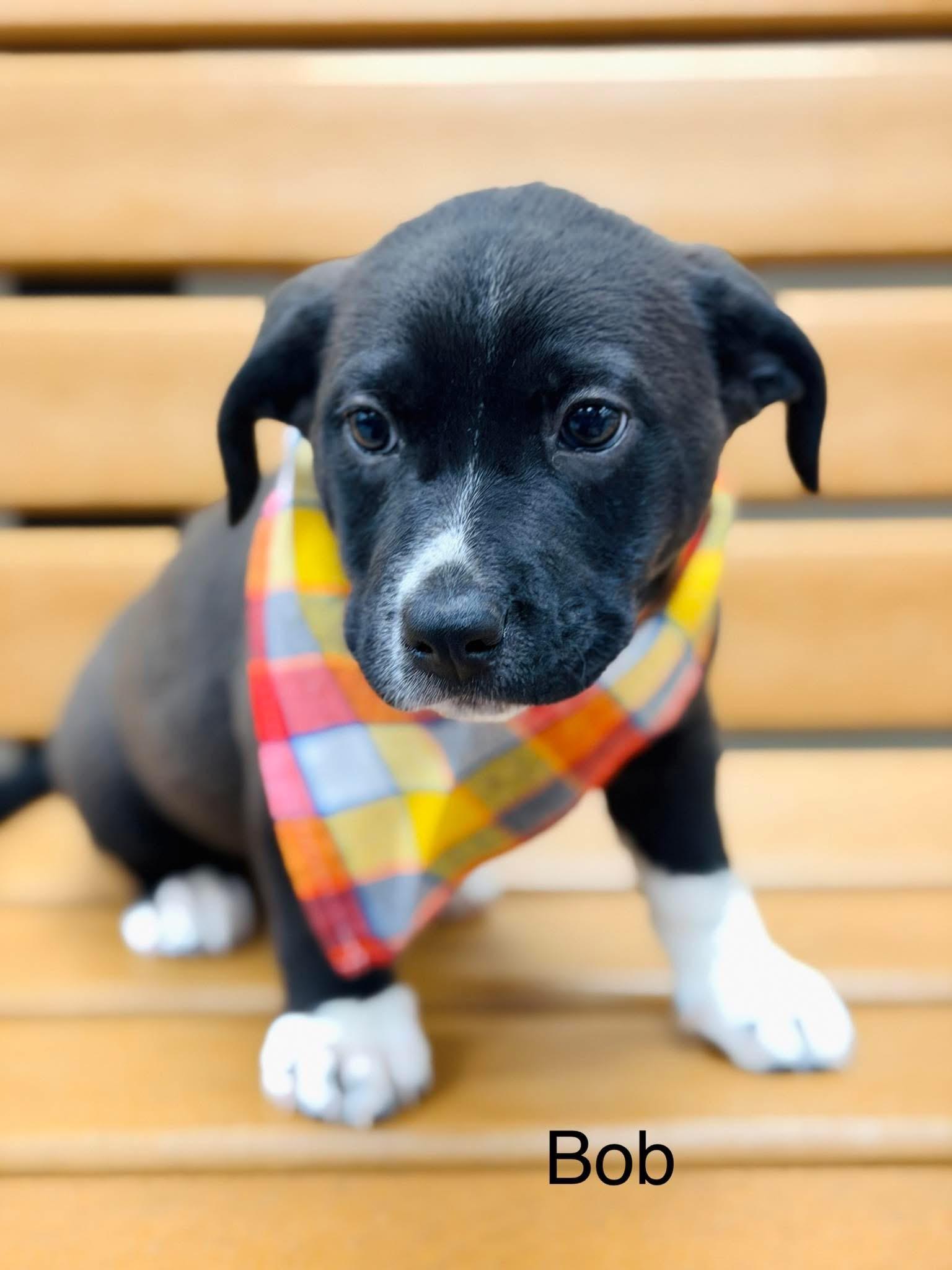Bob, Adoptable, Puppy Male Basset Hound & Mixed Breed.