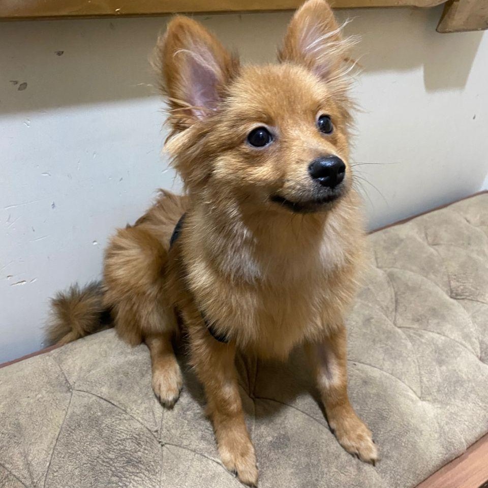 Mr. Love Bug Jimmy, a Adoptable Pomeranian in washington, DC image 2/4