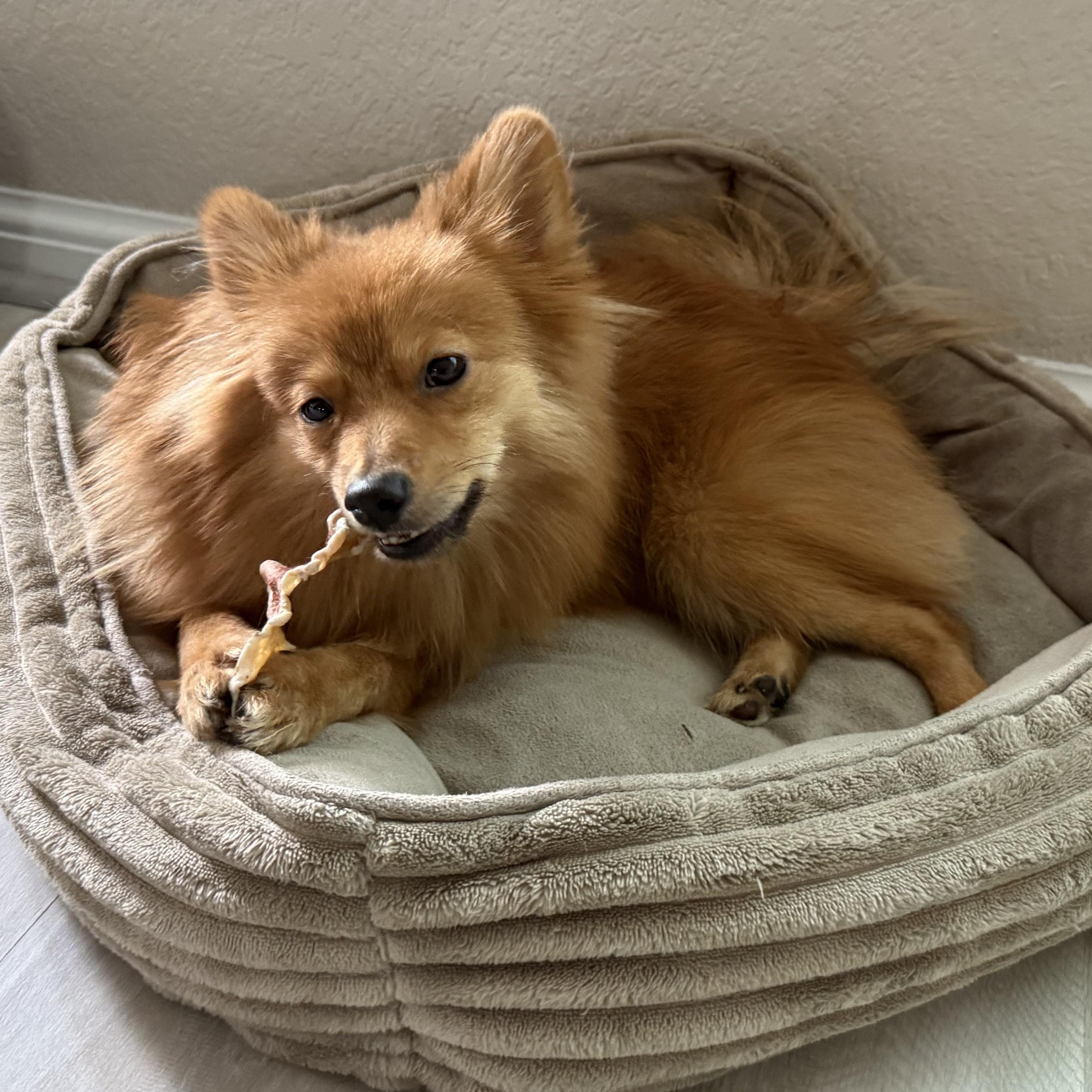 Mr. Love Bug Jimmy, a Adoptable Pomeranian in washington, DC image 3/4