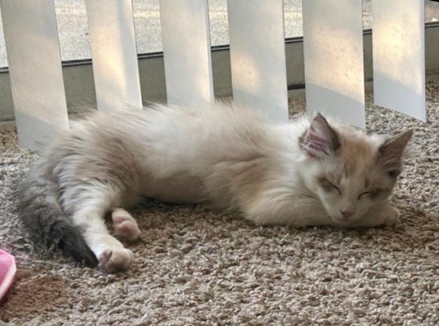 Hello Kitty, adopted, Kitten Female Siamese.
