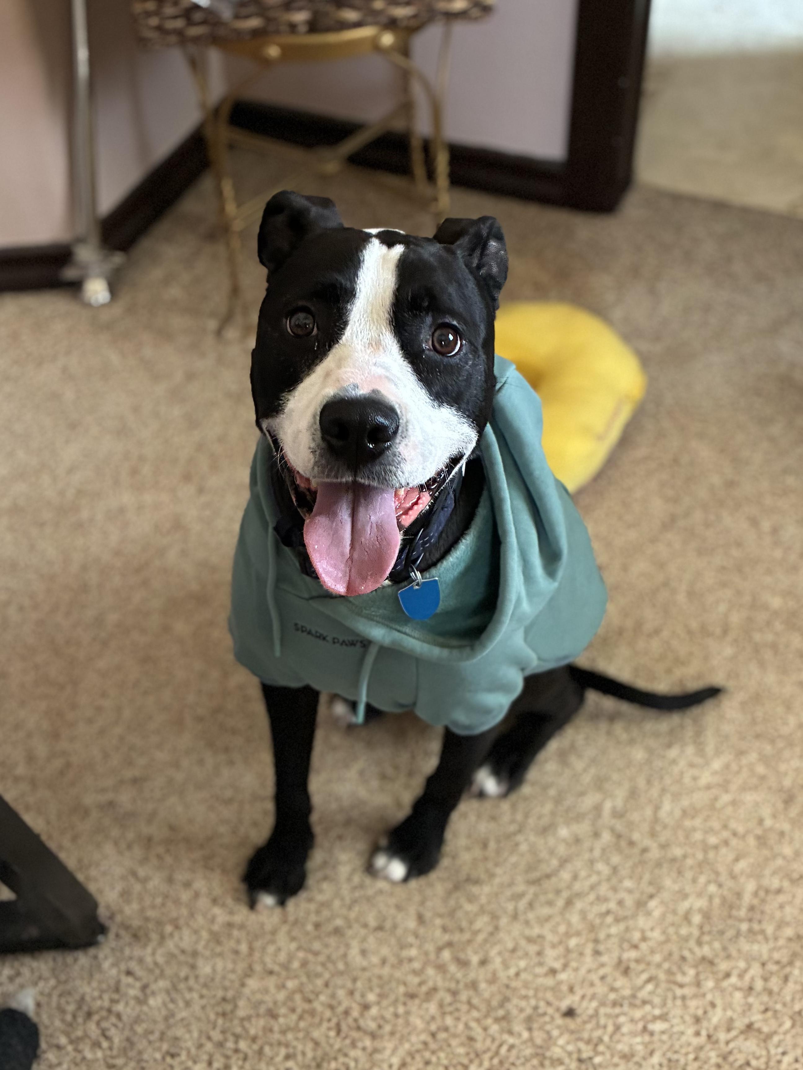 Nacho, Adoptable, Senior Male American Staffordshire Terrier.