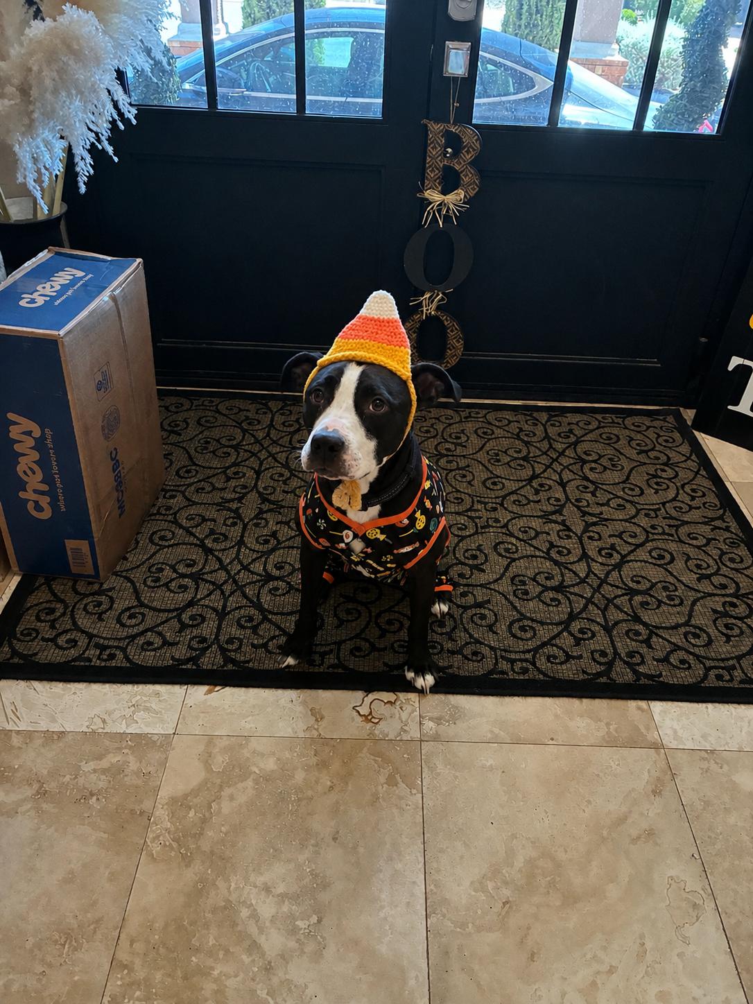 Enlarge Nacho, a Adoptable American Staffordshire Terrier in El Paso, TX image 2/5