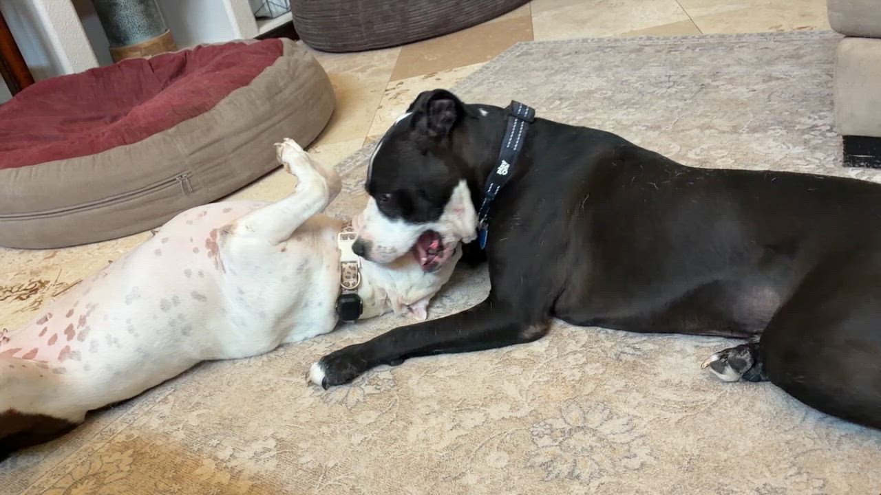 Enlarge Nacho, a Adoptable American Staffordshire Terrier in El Paso, TX video 4/5