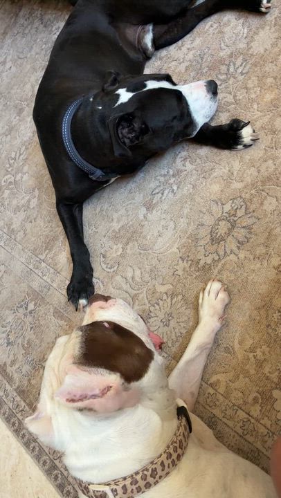 Enlarge Nacho, a Adoptable American Staffordshire Terrier in El Paso, TX video 5/5