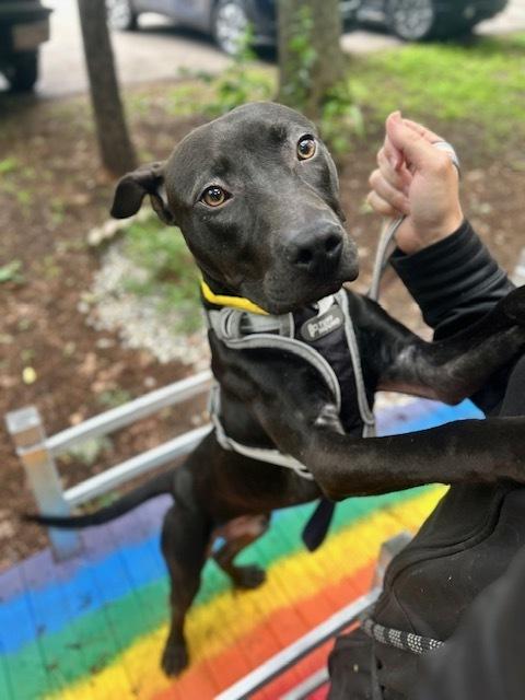 Eddie, a Adoptable mixed breed in Muskegon, MI image 1/4