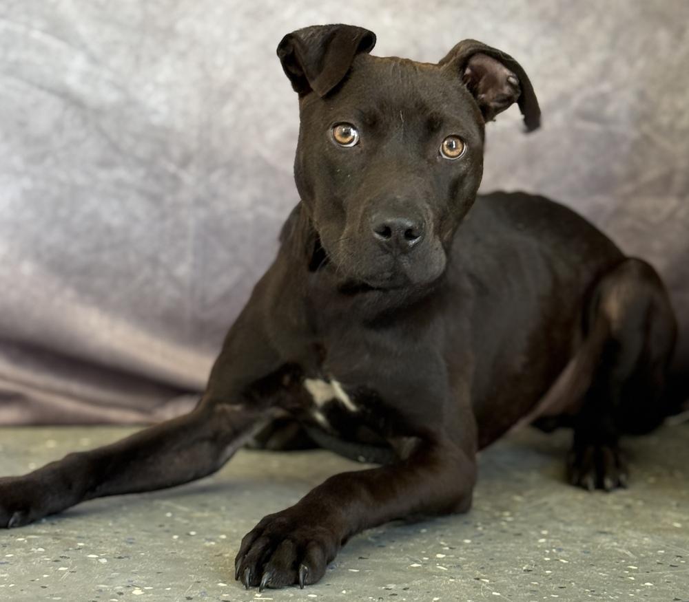 Eddie, a Adoptable mixed breed in Muskegon, MI image 2/4
