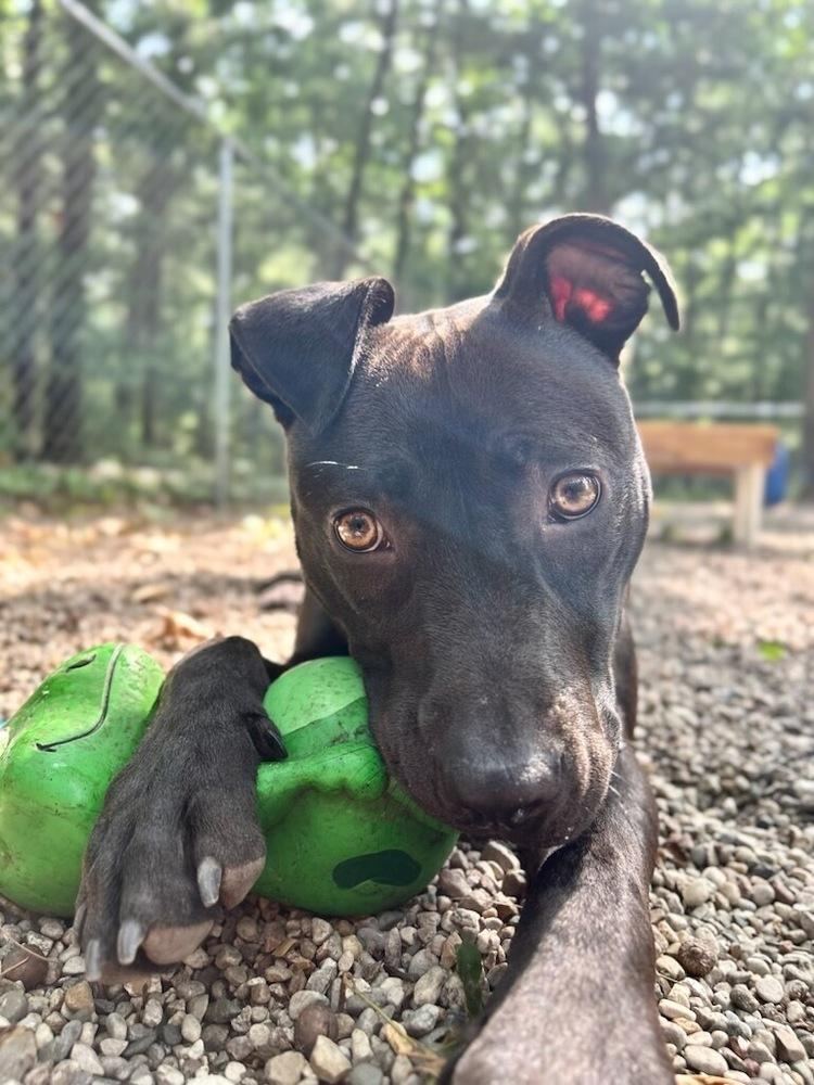 Enlarge Eddie, a Adoptable mixed breed in Muskegon, MI image 3/6