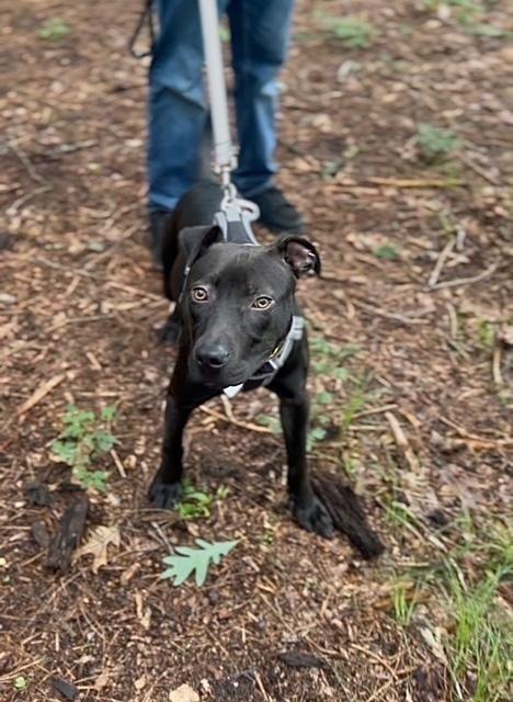 Eddie, a Adoptable mixed breed in Muskegon, MI image 3/4