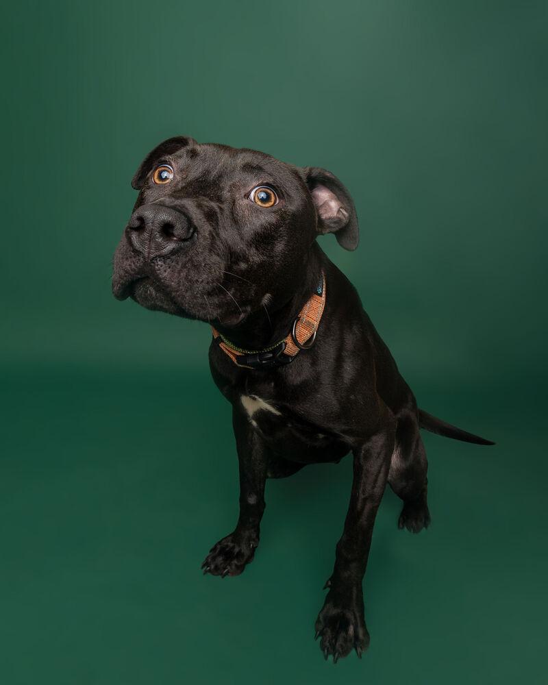 Enlarge Eddie, a Adoptable mixed breed in Muskegon, MI image 5/6