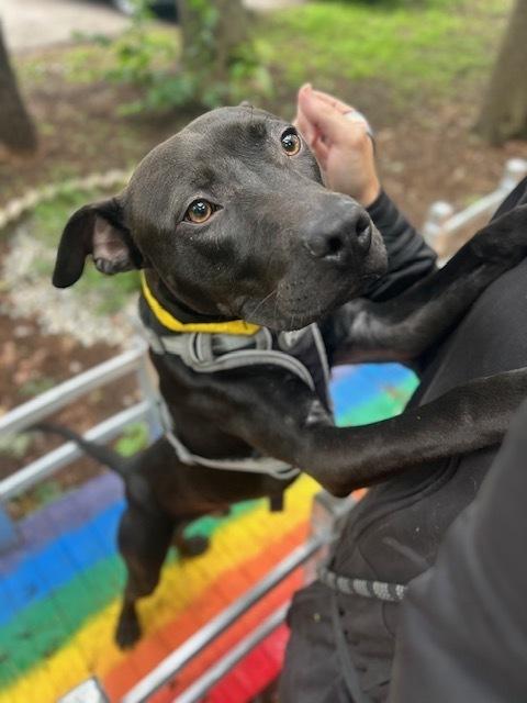 Eddie, a Adoptable mixed breed in Muskegon, MI image 4/4