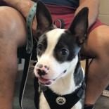 Alfalfa 60699773, Adoptable, Young Male Mixed Breed.