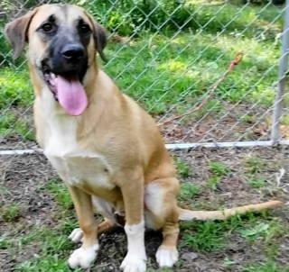 Conor, a ADOPTABLE mixed breed in Chelmsford, MA image 3/5