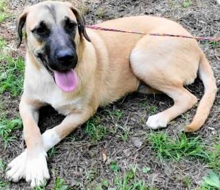 Conor, ADOPTABLE, Young Male Shepherd.