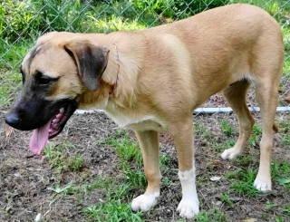 Conor, a ADOPTABLE mixed breed in Chelmsford, MA image 5/5