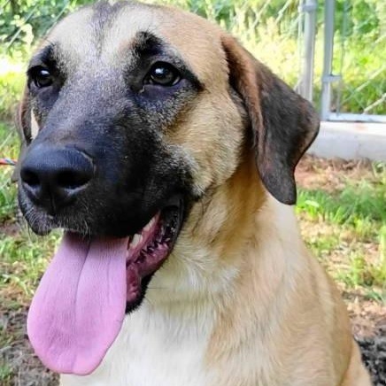 Conor, a ADOPTABLE mixed breed in Chelmsford, MA image 2/5