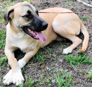 Conor, a ADOPTABLE mixed breed in Chelmsford, MA image 4/5