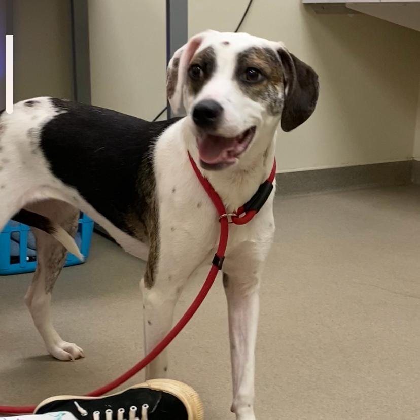 Cutie, Adoptable, Young Female Hound.