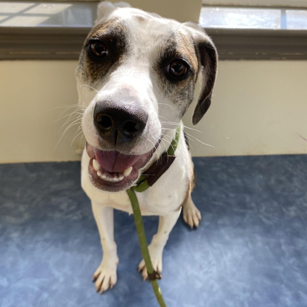 Enlarge Cutie, a Adoptable Hound in Lynchburg, VA image 2/5