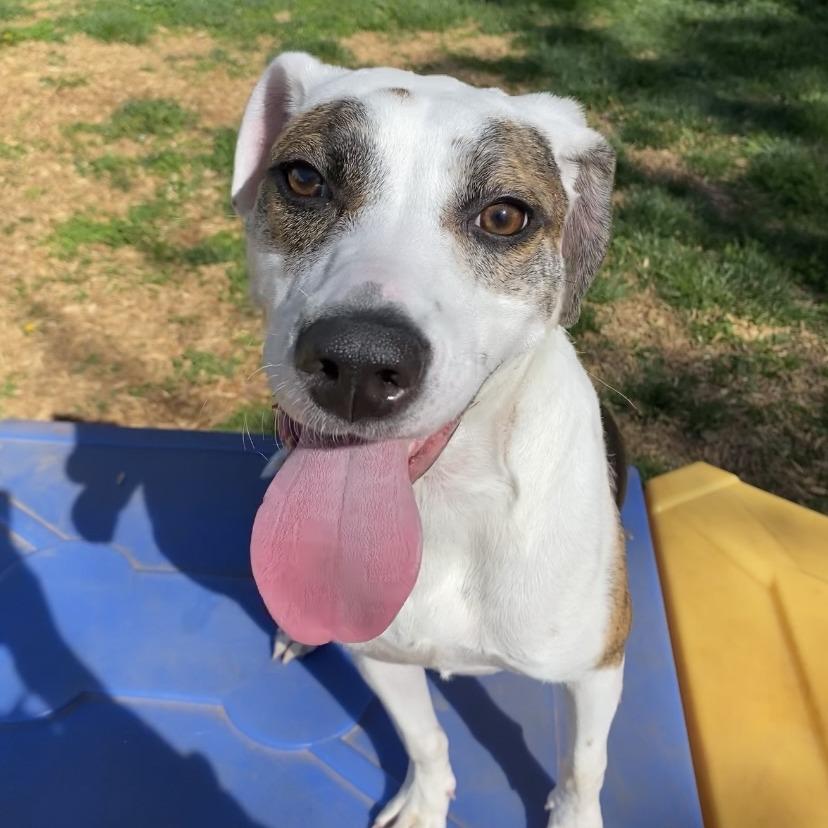 Enlarge Cutie, a Adoptable Hound in Lynchburg, VA image 3/5