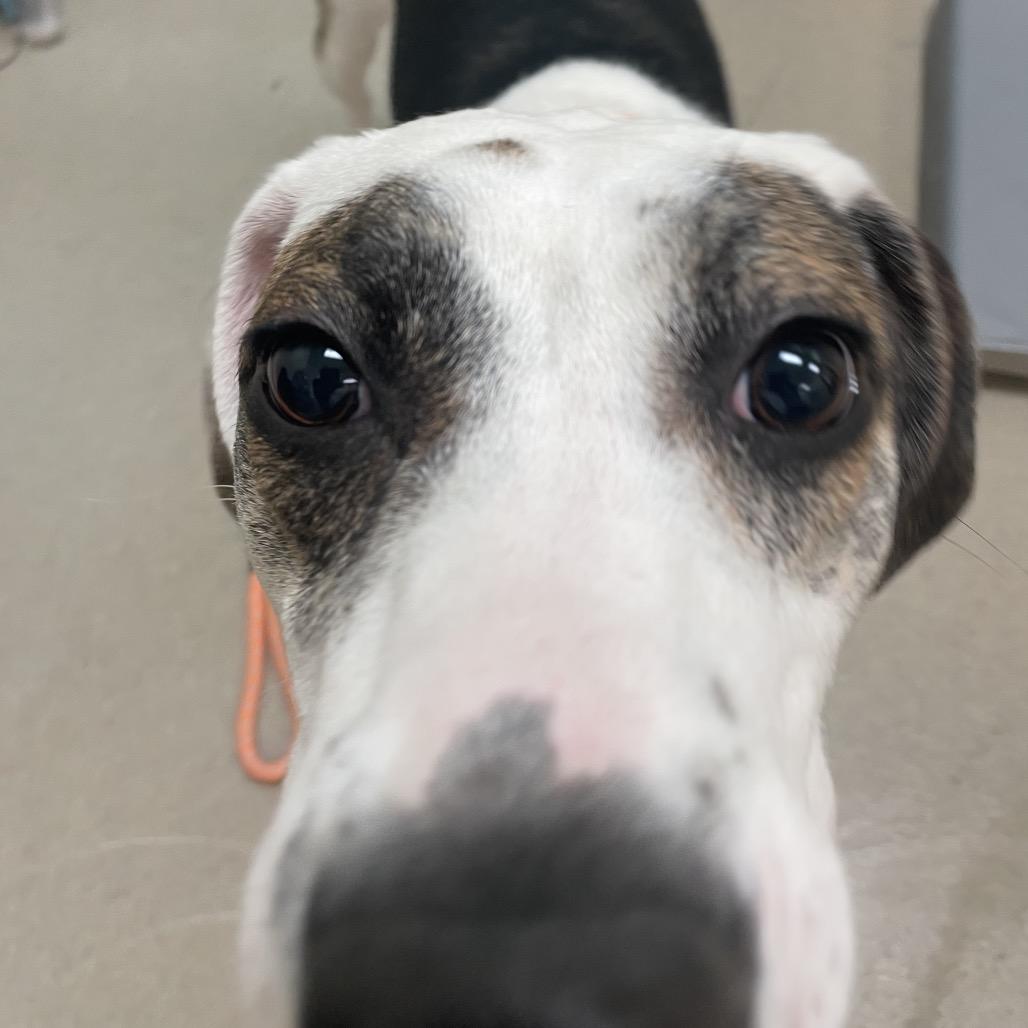 Enlarge Cutie, a Adoptable Hound in Lynchburg, VA image 4/5